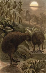 Snipe Ostrich
